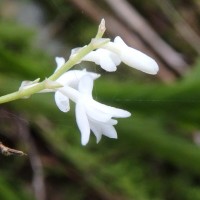 Podochilus sp.